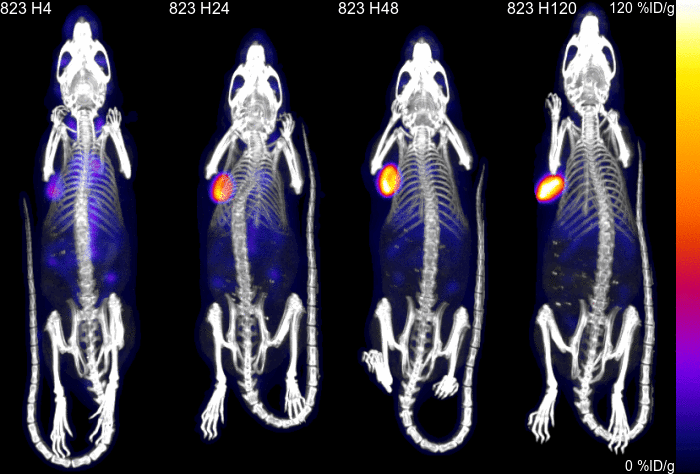 Longitudinal SPECT/CT images of a tumor-bearing mouse showing increasing and sustained radiolabeled tMUC1-targeted agent uptake at the tumor site from 4 to 120 hours.